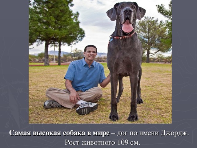 Самая высокая собака в мире – дог по имени Джордж. Рост животного 109 см.