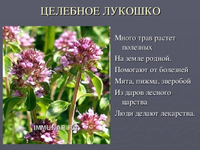 ЦЕЛЕБНОЕ ЛУКОШКО Много трав растет полезных На земле родной. Помогают от болезней Мята, пижма, зверобой Из даров лесного царства Люди делают лекарства.