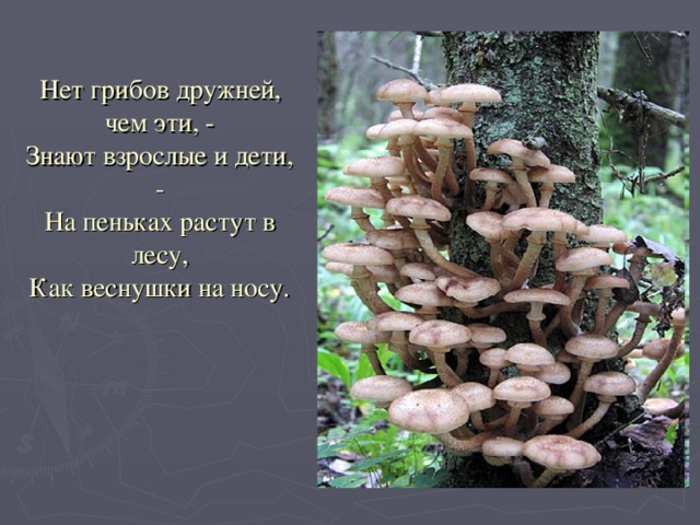 Нет грибов дружней, чем эти, -  Знают взрослые и дети, -  На пеньках растут в лесу,  Как веснушки на носу.