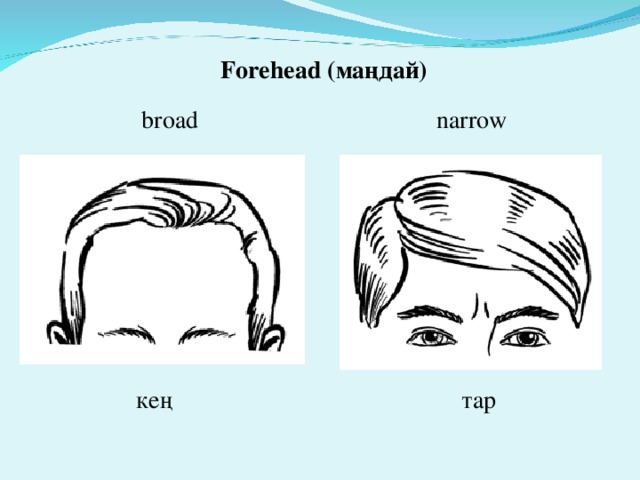 Forehead (маңдай) narrow broad кең тар