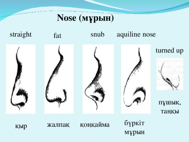 Nose (мұрын) straight aquiline nose snub fat turned up пұшық, таңқы бүркіт мұрын жалпақ қоңқайма қыр