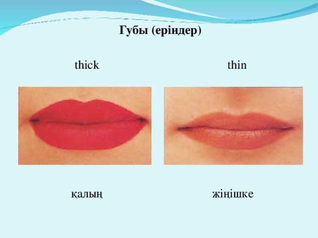 Губы (еріндер) thin thick жіңішке қалың