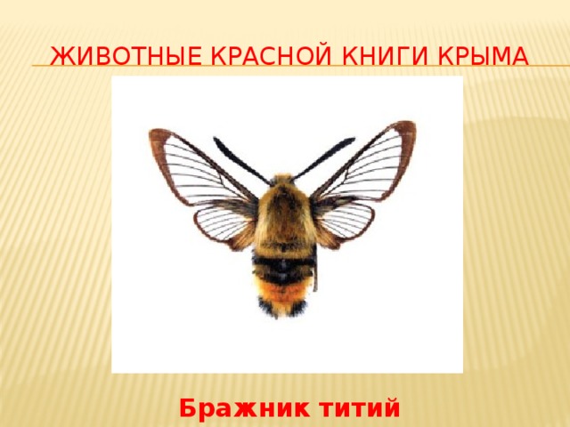Животные Красной Книги Крыма Бражник титий
