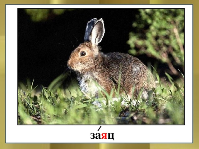 Скачет Шапка по бору  Объедает в нём кору.  Посмотрите! Поглядите!  Сколько удали и прыти за я ц