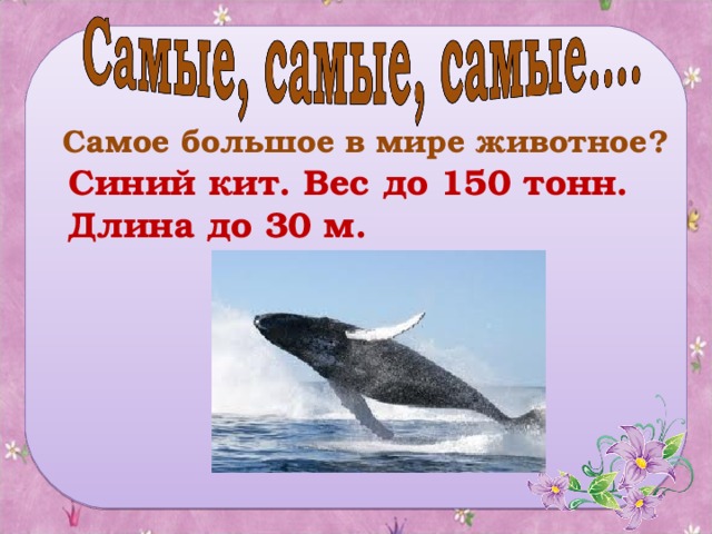 Самое большое в мире животное? Синий кит. Вес до 150 тонн. Длина до 30 м.
