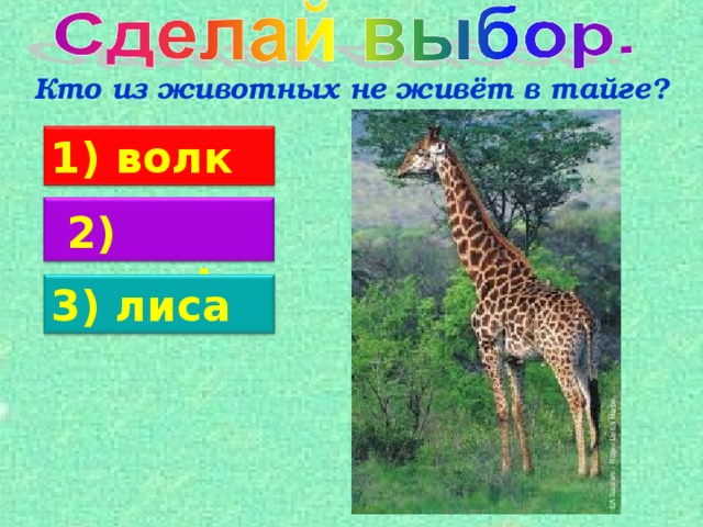 Кто из животных не живёт в тайге? 1)  волк  2) жираф 3) лиса