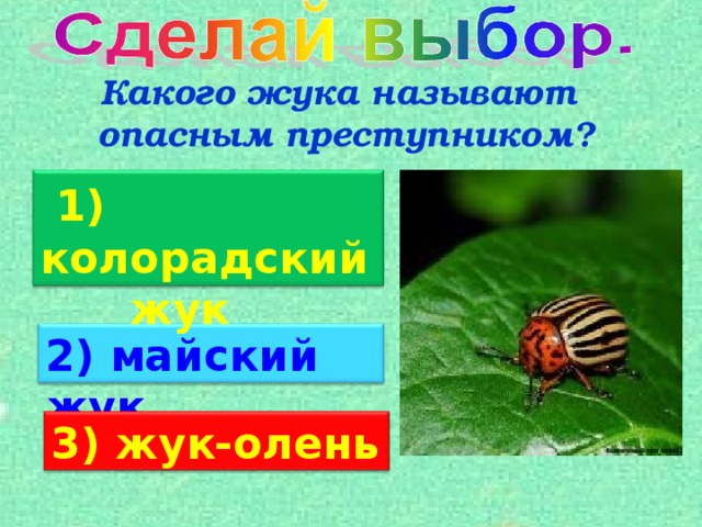 Какого жука называют опасным преступником?  1) колорадский  жук 2) майский жук 3) жук-олень