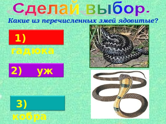 Какие из перечисленных змей ядовитые?  1) гадюка 2)  уж  3) кобра