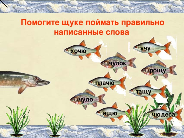 Помогите щуке поймать правильно написанные слова  учу хочю чулок рощу плачю тащу чудо ищю чюдеса