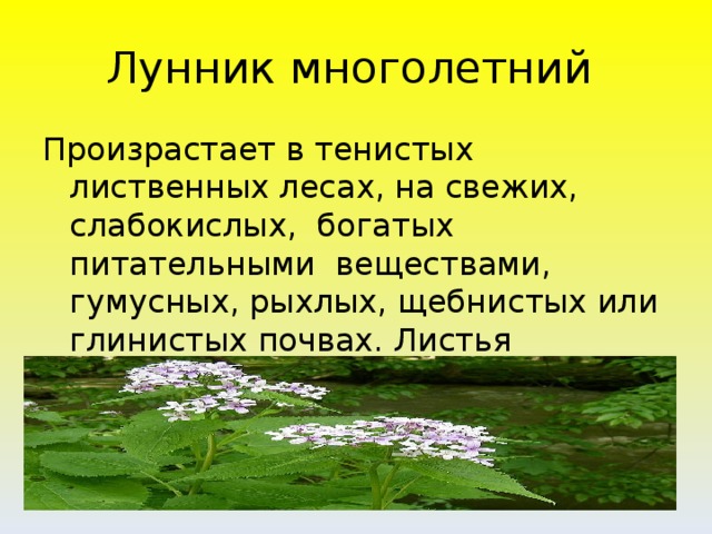 Лунник многолетний Произрастает в тенистых лиственных лесах, на свежих, слабокислых, богатых питательными веществами, гумусных, рыхлых, щебнистых или глинистых почвах. Листья сердцевидные, зубчатые, коротковолосистые.