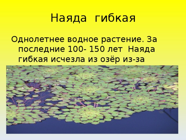 Наяда гибкая Однолетнее водное растение. За последние 100- 150 лет Наяда гибкая исчезла из озёр из-за загрязнения .