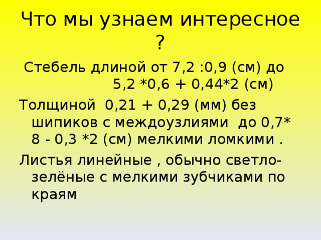 Что мы узнаем интересное ?  Стебель длиной от 7,2 :0,9 (см) до 5,2 *0,6 + 0,44*2 (см) Толщиной 0,21 + 0,29 (мм) без шипиков с междоузлиями до 0,7* 8 - 0,3 *2 (см) мелкими ломкими . Листья линейные , обычно светло-зелёные с мелкими зубчиками по краям