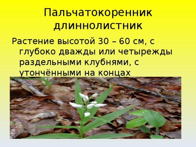 Пальчатокоренник длиннолистник Растение высотой 30 – 60 см, с глубоко дважды или четырежды раздельными клубнями, с утончёнными на концах лопастями.