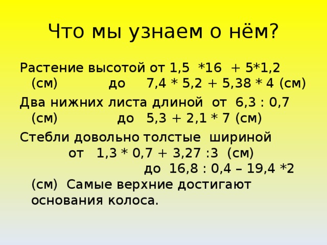 Что мы узнаем о нём? Растение высотой от 1,5 *16 + 5*1,2 (см) до 7,4 * 5,2 + 5,38 * 4 (см) Два нижних листа длиной от 6,3 : 0,7 (см) до 5,3 + 2,1 * 7 (см) Стебли довольно толстые шириной от 1,3 * 0,7 + 3,27 :3 (см) до 16,8 : 0,4 – 19,4 *2 (см) Самые верхние достигают основания колоса.