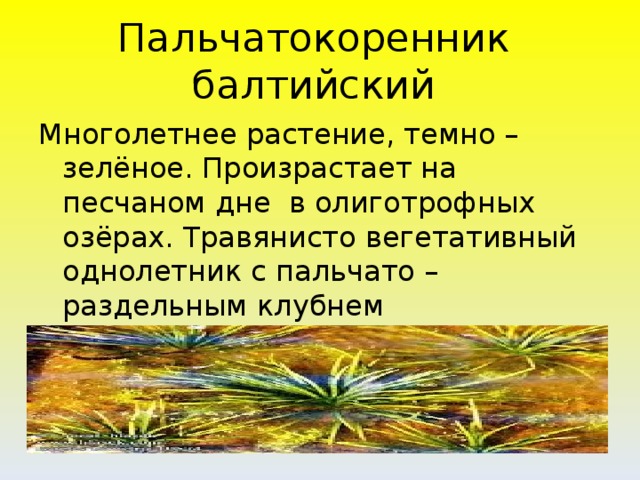 Пальчатокоренник балтийский Многолетнее растение, темно – зелёное. Произрастает на песчаном дне в олиготрофных озёрах. Травянисто вегетативный однолетник с пальчато – раздельным клубнем стеблекорневого происхождения.