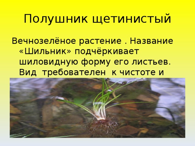 Полушник щетинистый Вечнозелёное растение . Название «Шильник» подчёркивает шиловидную форму его листьев. Вид требователен к чистоте и прозрачности воды.