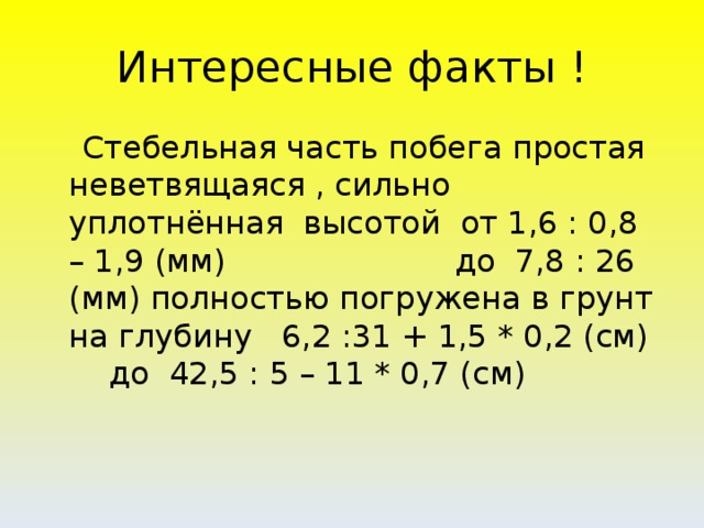 Интересные факты !  Стебельная часть побега простая неветвящаяся , сильно уплотнённая высотой от 1,6 : 0,8 – 1,9 (мм) до 7,8 : 26 (мм) полностью погружена в грунт на глубину 6,2 :31 + 1,5 * 0,2 (см) до 42,5 : 5 – 11 * 0,7 (см)