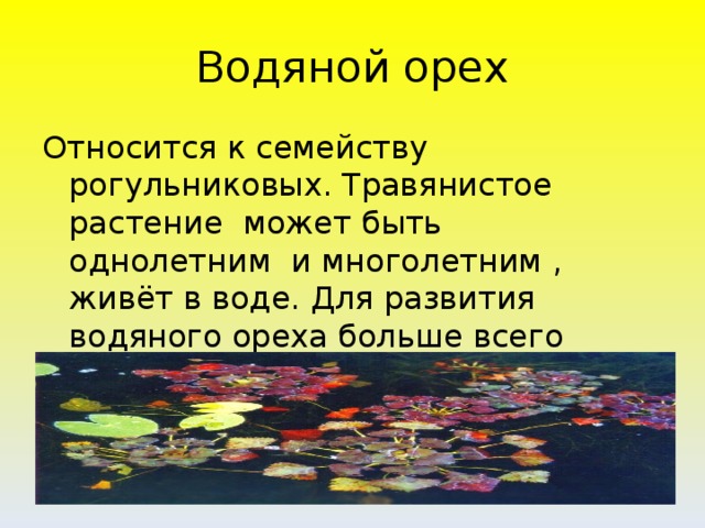 Водяной орех Относится к семейству рогульниковых. Травянистое растение может быть однолетним и многолетним , живёт в воде. Для развития водяного ореха больше всего подходит пресная , стоячая , прогретая вода.