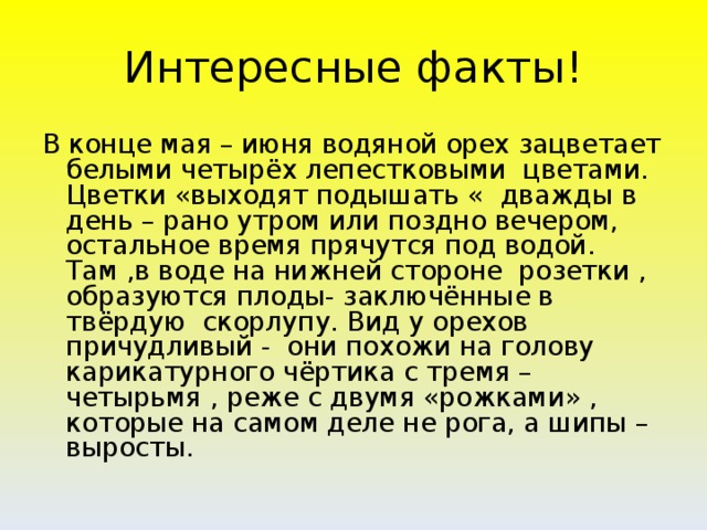 Интересные факты! В конце мая – июня водяной орех зацветает белыми четырёх лепестковыми цветами. Цветки «выходят подышать « дважды в день – рано утром или поздно вечером, остальное время прячутся под водой. Там ,в воде на нижней стороне розетки , образуются плоды- заключённые в твёрдую скорлупу. Вид у орехов причудливый - они похожи на голову карикатурного чёртика с тремя – четырьмя , реже с двумя «рожками» , которые на самом деле не рога, а шипы – выросты.