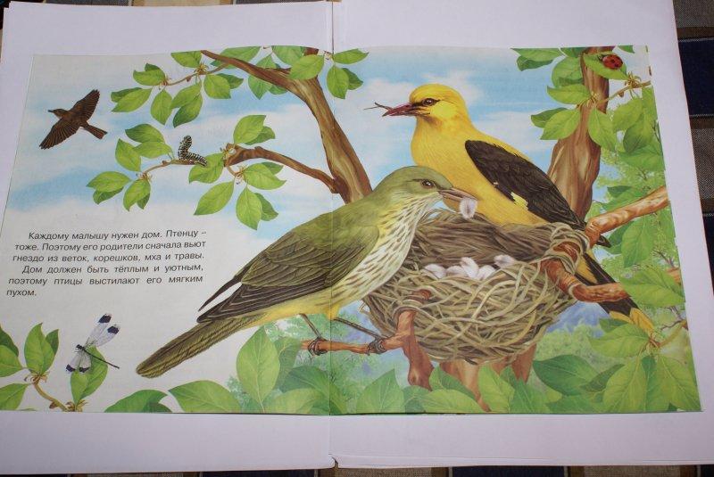 В каких произведениях есть птицы. Птицы в детских книгах. Как появляется птица. Возвращение птиц для детей дошкольного возраста. Как появляется птица для детского сада.