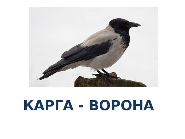 КАРГА - ВОРОНА