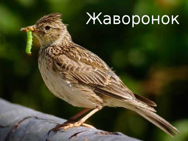 Жаворонок