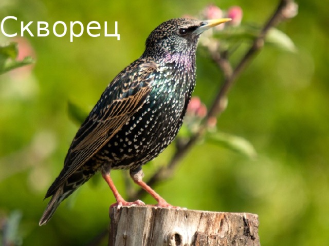 Скворец