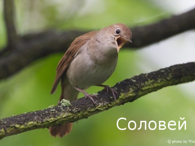 Соловей