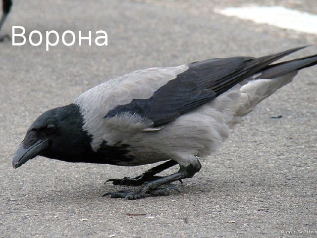 Ворона