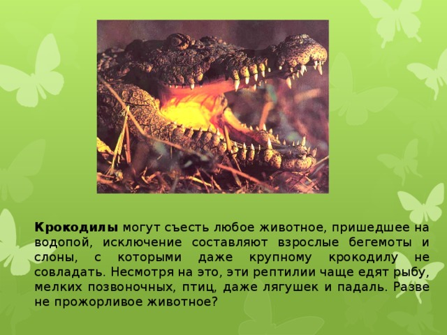 Крокодилы могут съесть любое животное, пришедшее на водопой, исключение составляют взрослые бегемоты и слоны, с которыми даже крупному крокодилу не совладать. Несмотря на это, эти рептилии чаще едят рыбу, мелких позвоночных, птиц, даже лягушек и падаль. Разве не прожорливое животное?