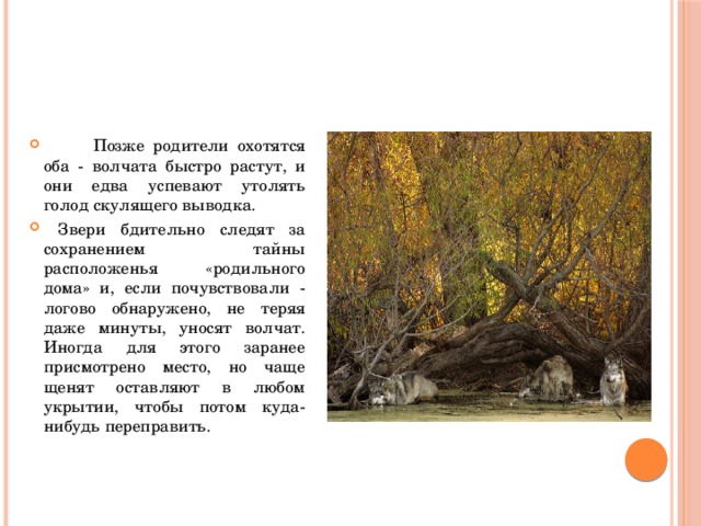 Позже родители охотятся оба - волчата быстро растут, и они едва успевают утолять голод скулящего выводка.  Звери бдительно следят за сохранением тайны расположенья «родильного дома» и, если почувствовали - логово обнаружено, не теряя даже минуты, уносят волчат. Иногда для этого заранее присмотрено место, но чаще щенят оставляют в любом укрытии, чтобы потом куда-нибудь переправить.