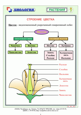 Строение цветка схема 5 класс биология схема