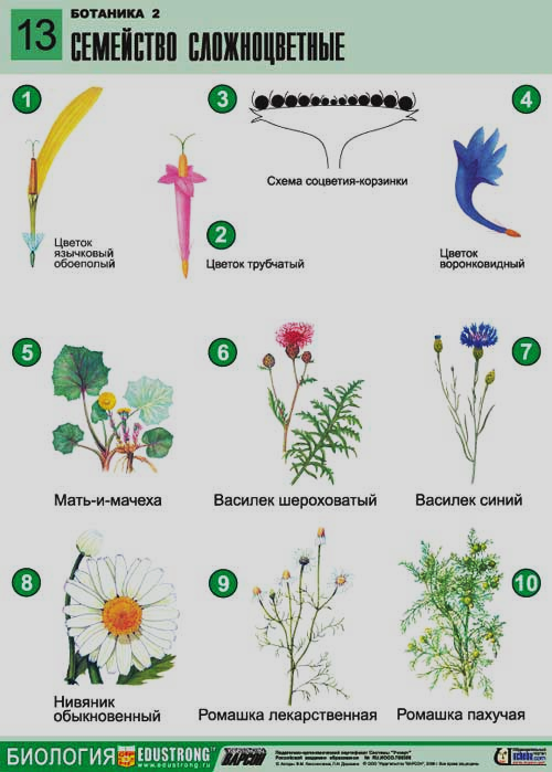 Диаграмма сложноцветных растений биология 6 класс
