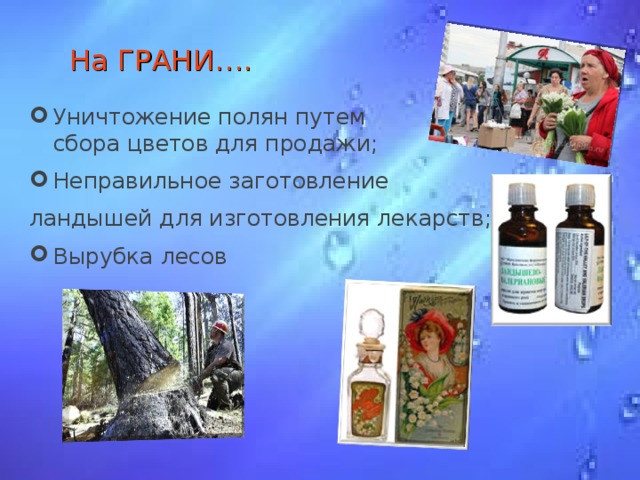 На ГРАНИ…. Уничтожение полян путем сбора цветов для продажи; Неправильное заготовление ландышей для изготовления лекарств;