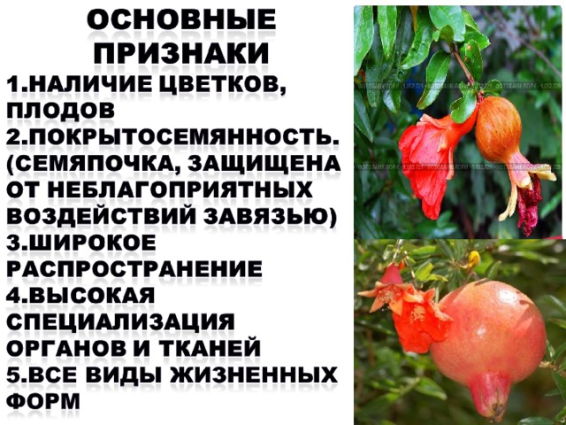 Что является признаком плодов растений. Признаки плодов растений. Признаки плода растения. Основной признак плода растения.