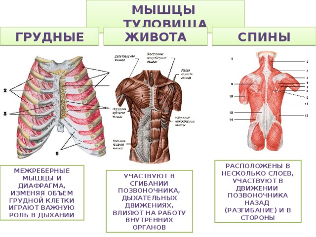 Мышцы туловища грудные живота спины Расположены в несколько слоев, участвуют в движении позвоночника назад (разгибание) и в стороны Межреберные мышцы и диафрагма, изменяя объем грудной клетки играют важную роль в дыхании Участвуют в сгибании позвоночника, дыхательных движениях, влияют на работу внутренних органов