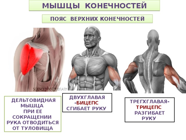 Мышцы конечностей Пояс верхних конечностей Двухглавая - бицепс сгибает руку  дельтовидная мышца При ее сокращении рука отводиться от туловища трегхглавая- трицепс разгибает руку