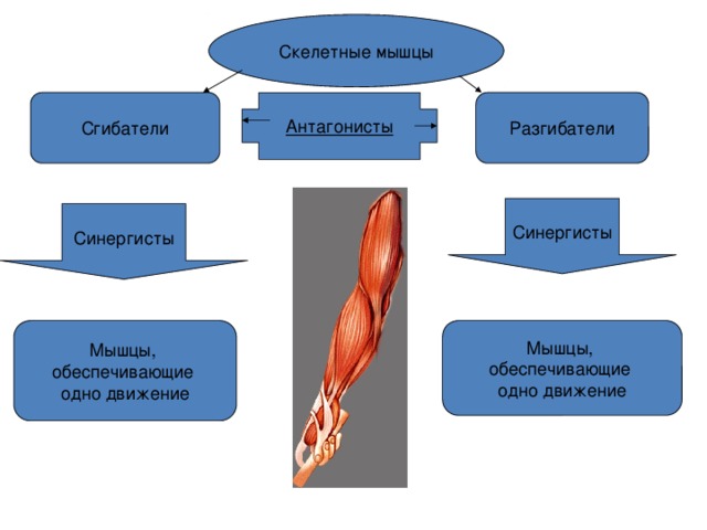 Скелетные мышцы Антагонисты Сгибатели Разгибатели Синергисты Синергисты Мышцы,  обеспечивающие  одно движение Мышцы,  обеспечивающие  одно движение