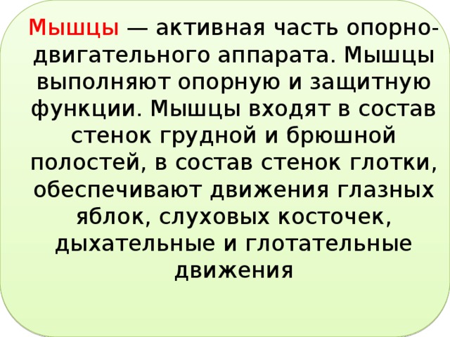 Мышцы — активная часть опорно-двигательного аппарата. Мышцы выполняют опорную и защитную функции. Мышцы входят в состав стенок грудной и брюшной полостей, в состав стенок глотки, обеспечивают движения глазных яблок, слуховых косточек, дыхательные и глотательные движения