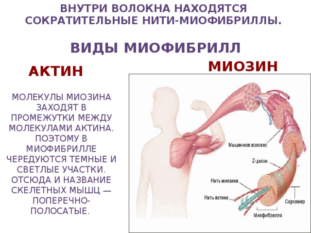 Внутри волокна находятся сократительные нити-миофибриллы.  Виды миофибрилл миозин актин молекулы миозина заходят в промежутки между молекулами актина. Поэтому в миофибрилле чередуются темные и светлые участки. Отсюда и название скелетных мышц — поперечно-полосатые.