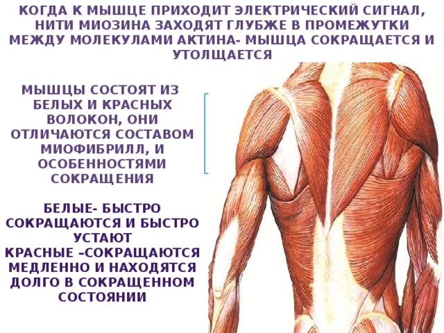 Когда к мышце приходит электрический сигнал, нити миозина заходят глубже в промежутки между молекулами актина- мышца сокращается и утолщается Мышцы состоят из белых и красных волокон, они отличаются составом миофибрилл, и особенностями сокращения  Белые- быстро сокращаются и быстро устают Красные –сокращаются медленно и находятся долго в сокращенном состоянии