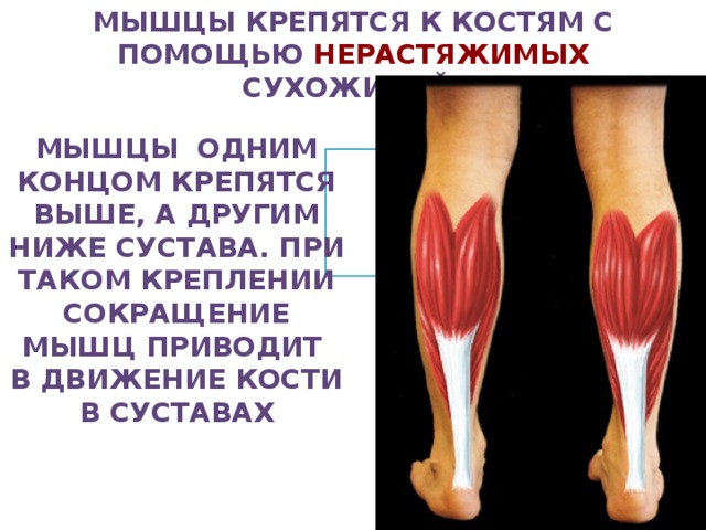 Мышцы крепятся к костям с помощью нерастяжимых сухожилий, Мышцы одним концом крепятся выше, а другим ниже сустава. При таком креплении сокращение мышц приводит в движение кости в суставах