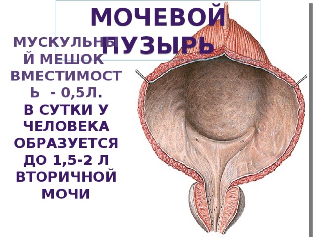 Мочевой пузырь Мускульный мешок вместимость - 0,5л . В сутки у человека образуется до 1,5-2 л вторичной мочи