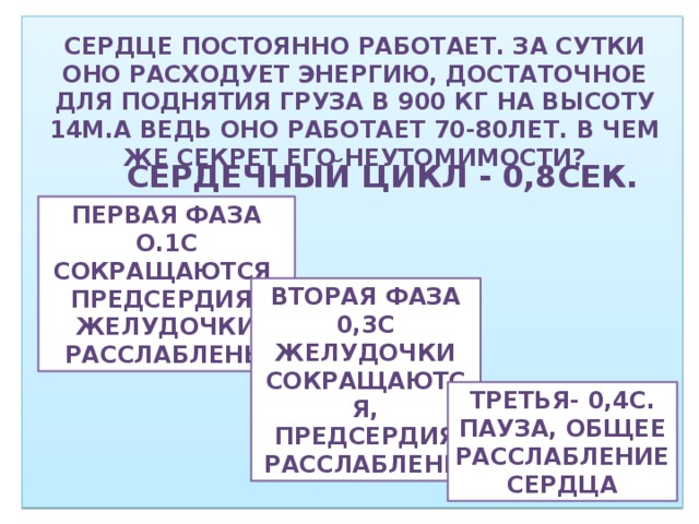 Сердце постоянно работает. За сутки оно расходует энергию, достаточное для поднятия груза в 900 кг на высоту 14м.А ведь оно работает 70-80лет. В чем же секрет его неутомимости? Сердечный цикл - 0,8сек. Первая фаза о.1с Сокращаются предсердия-желудочки расслаблены Вторая фаза 0,3с Желудочки сокращаются, предсердия расслаблены Третья- 0,4с. Пауза, общее расслабление сердца