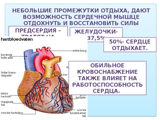 Небольшие промежутки отдыха, дают возможность сердечной мышце отдохнуть и восстановить силы Предсердия –тратят на работу 12.5% времени Желудочки-37,5% 50%- сердце отдыхает. Обильное кровоснабжение также влияет на работоспособность сердца.