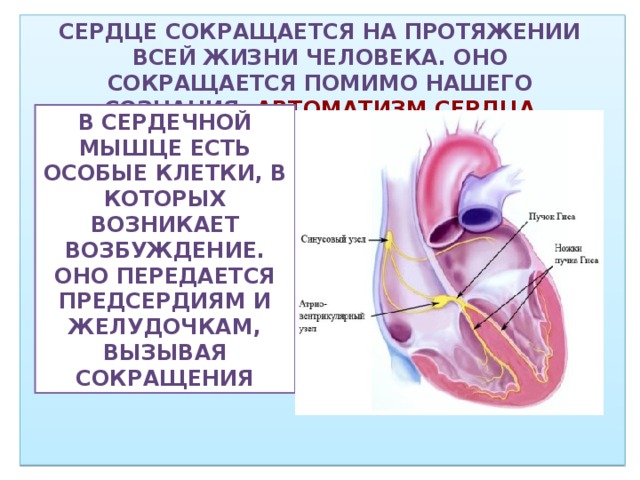 Сердце работает всю жизнь. Зачем сокращается сердце.