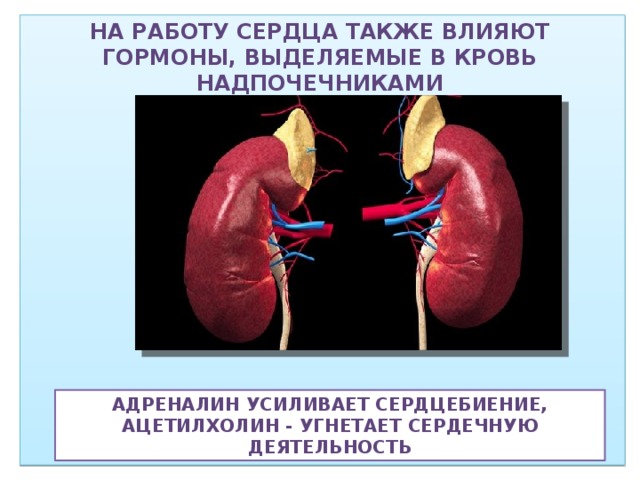 На работу сердца также влияют гормоны, выделяемые в кровь надпочечниками Адреналин усиливает сердцебиение, ацетилхолин - угнетает сердечную деятельность