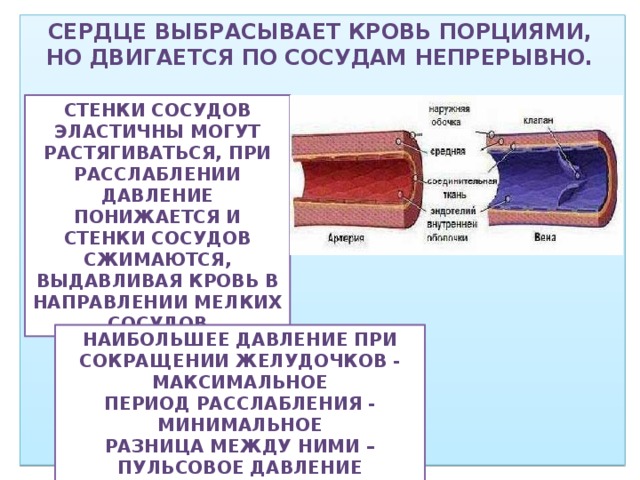 Стенка артерий состоит из