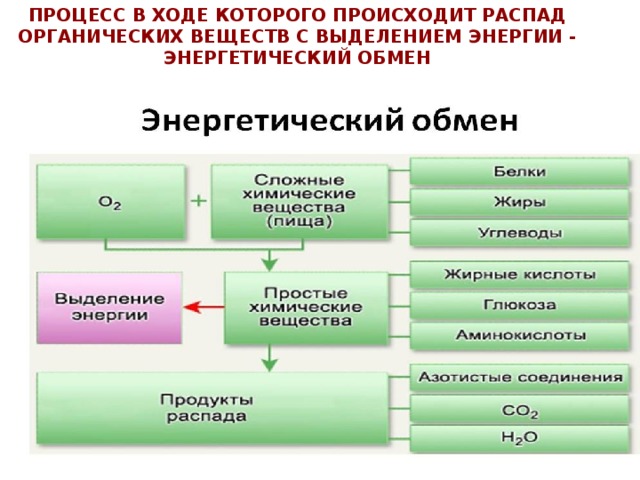 Процесс в ходе которого происходит распад органических веществ с выделением энергии - энергетический обмен