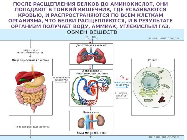 В организме в результате